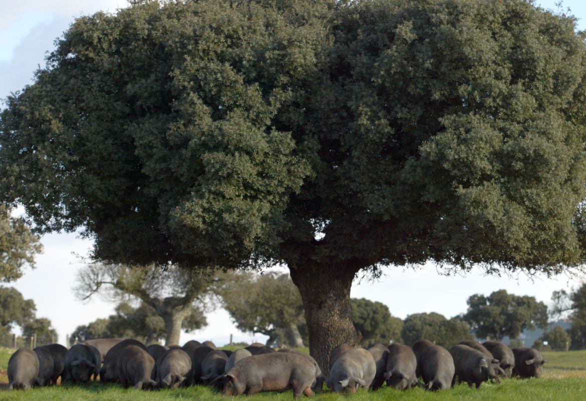 iberisches-spanisher-schwein